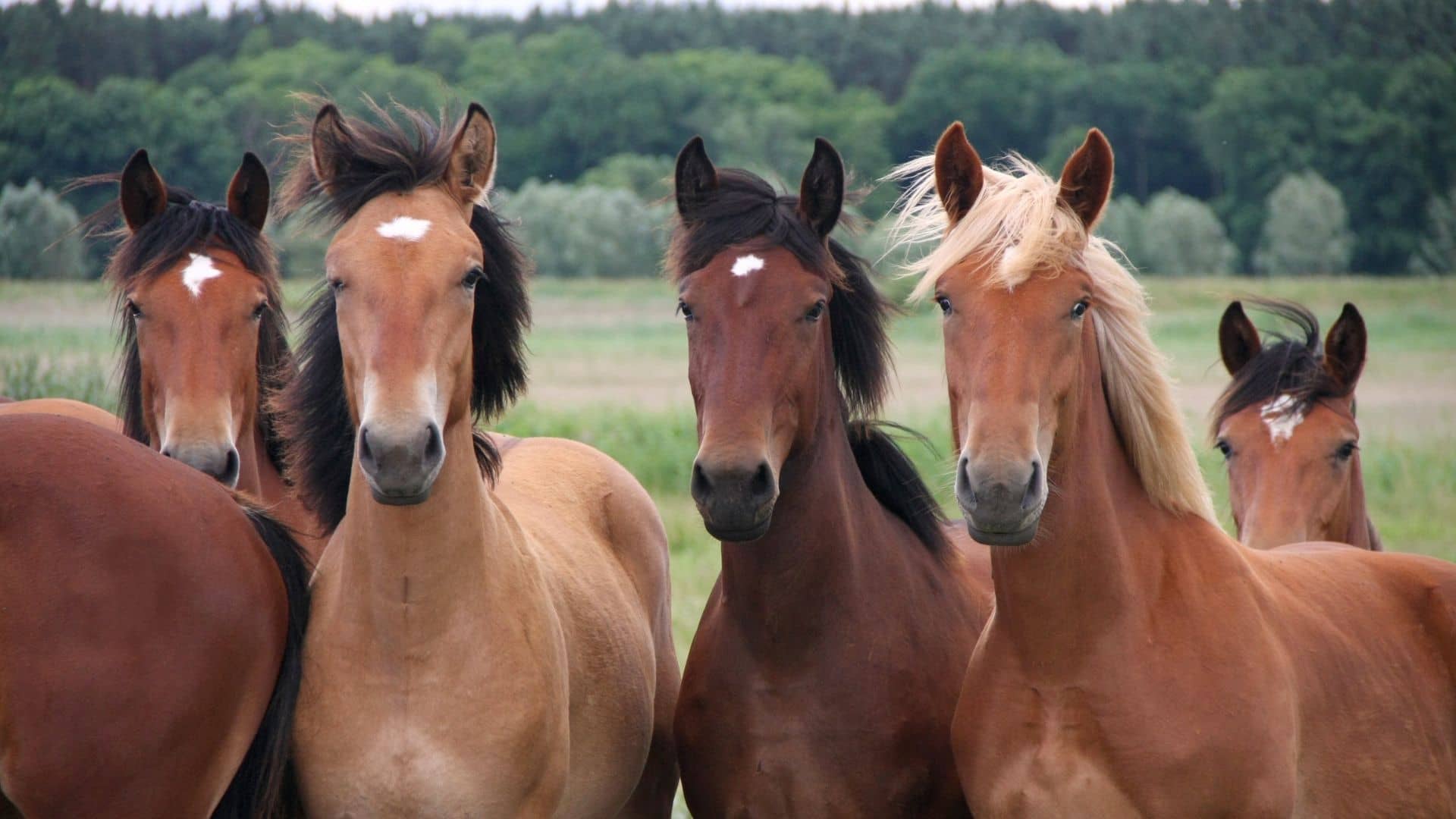 Flying Fillies Horses 1920x1080 21